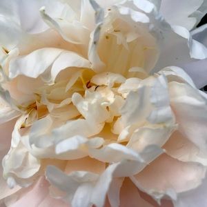 Meet your Posher, Isabel